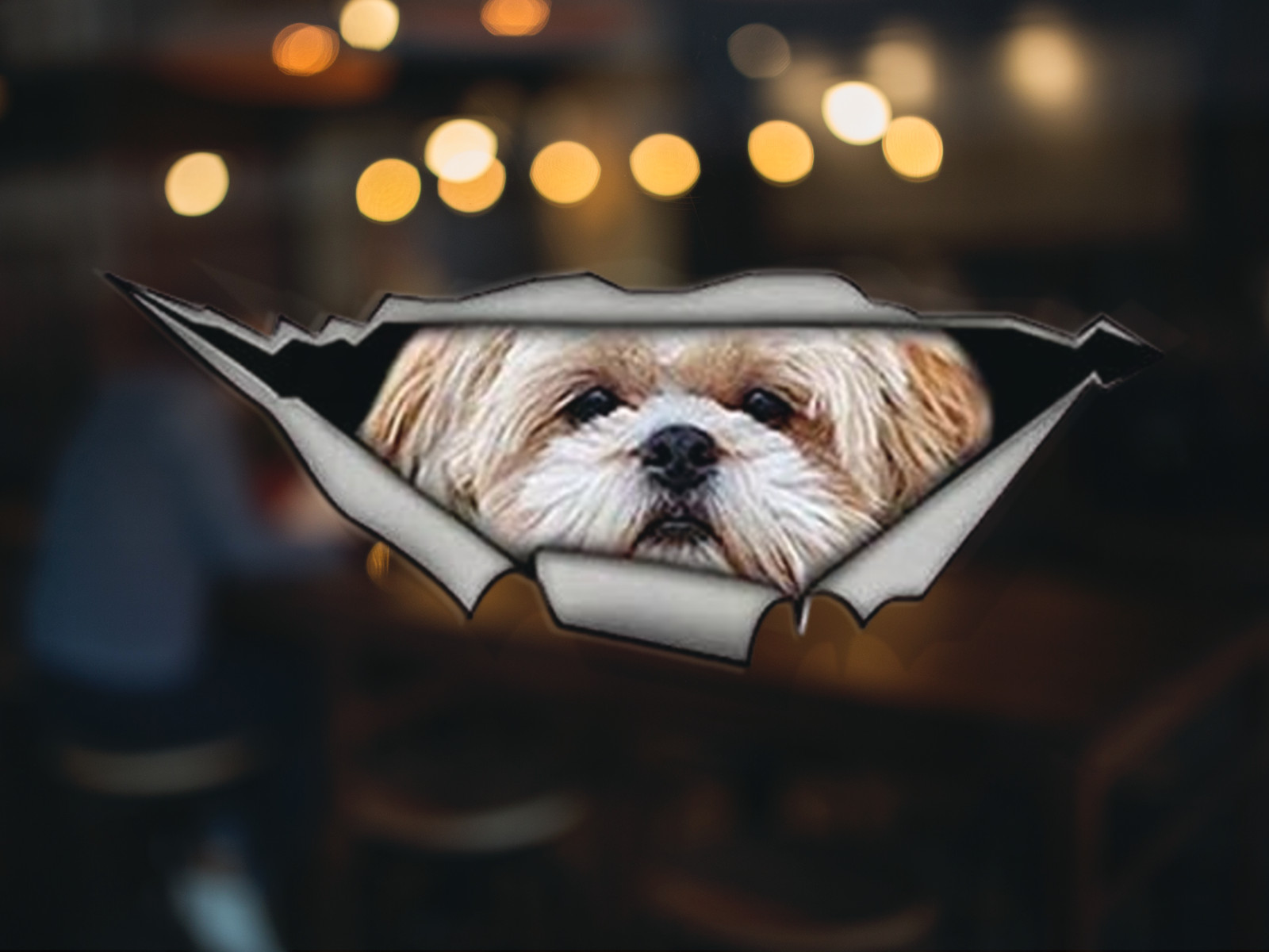 Shih tzu 3D Pet Dog Creative Vinyl Decal Sticker | For Cars Trucks Vans Walls