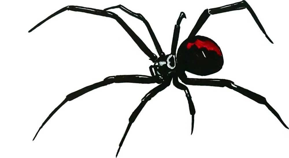 Black Widow Reverse Spider Vinyl Decal Sticker Window Auto Camper Body Glass