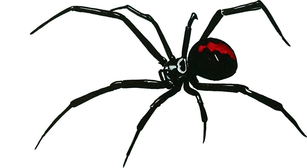 Black Widow Reverse Spider Vinyl Decal Sticker Window Auto Camper Body Glass